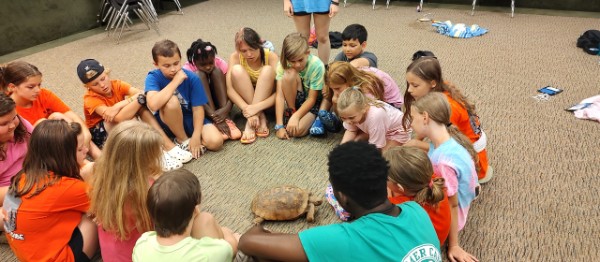 campers learn about turtles.